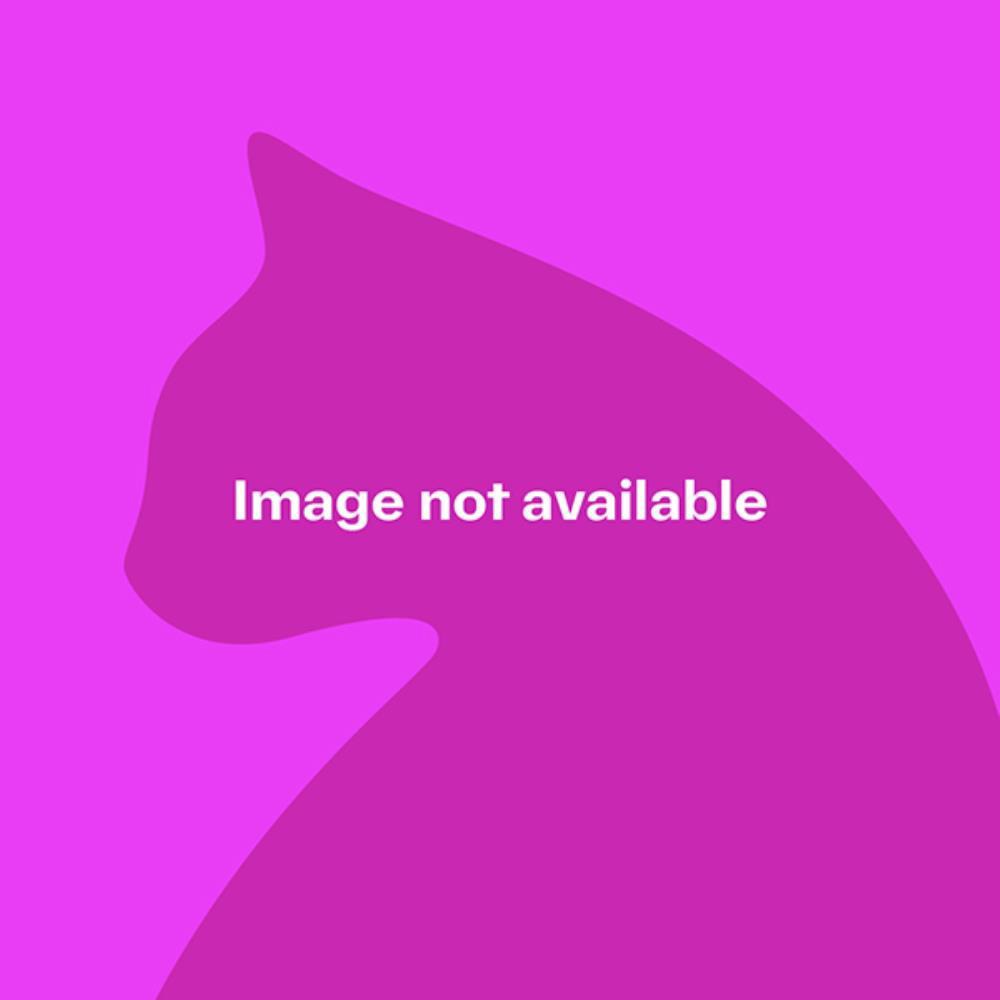 Maddie — Domestic Cat