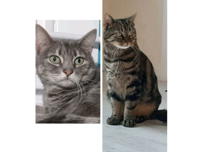 Smokey and Fin