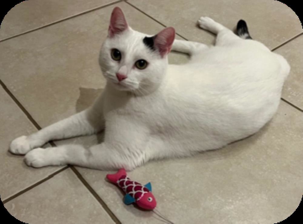 Oscar — Domestic Cat