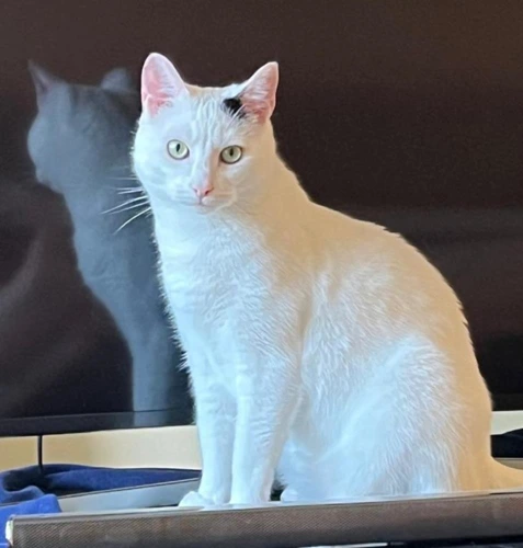 Oscar