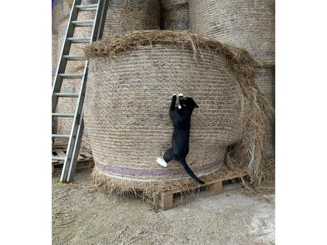 Barn & Farm Outdoor Cats