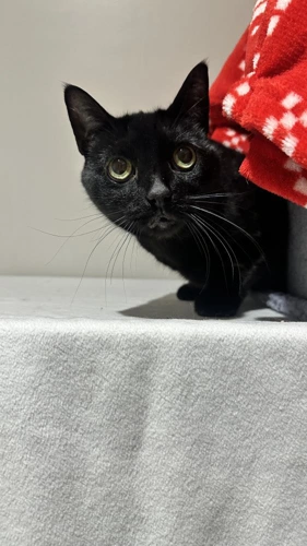 Oscar