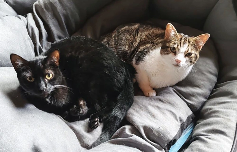Bonky and Toots