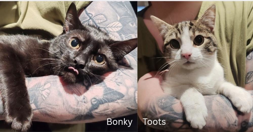 Bonky and Toots