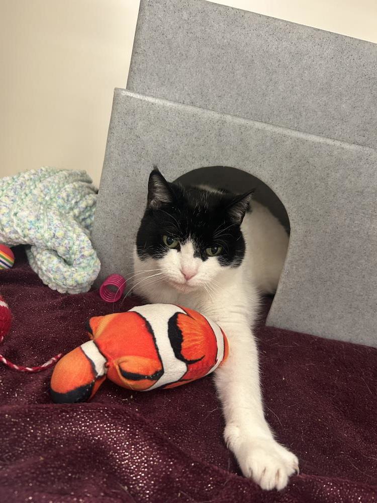 Bonnie — Domestic Cat