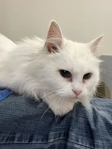 Evie 6 year old Female