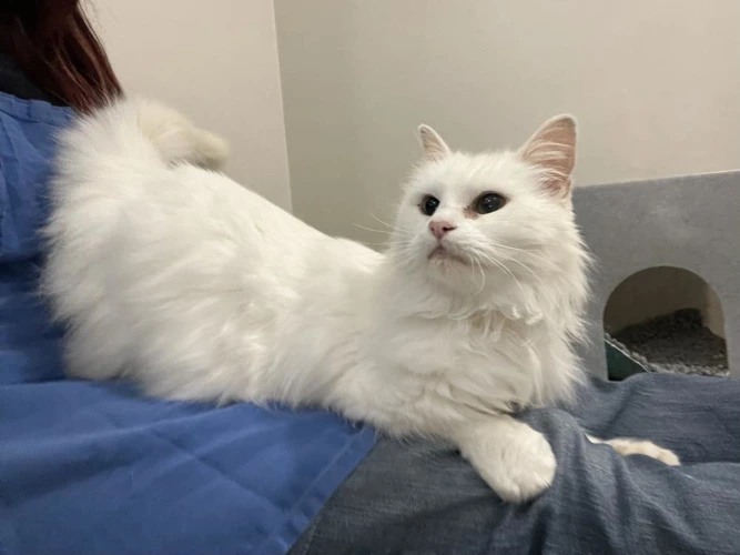 Zoya 6 year old female