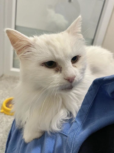 Zoya 6 year old Female