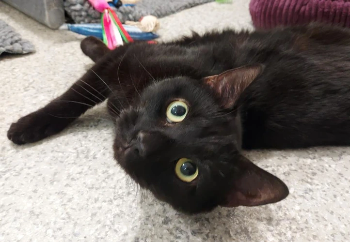 Bowser 2 year old male