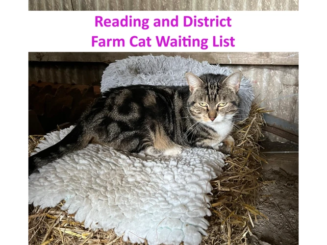 Farm Cat Waiting List
