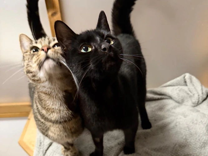 1-year-old Kit and Bambi