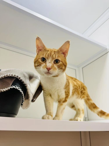 Marmalade