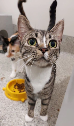 Smokey and Poofy 9m female