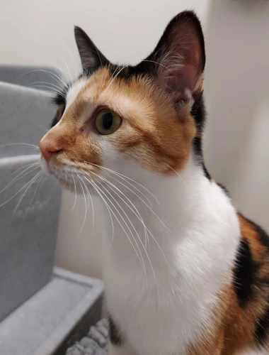 Poofy and Smokey 9m female