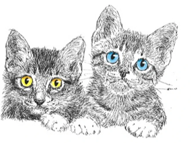 NEW CATS & KITTENS COMING SOON - SO WATCH THIS SPACE!