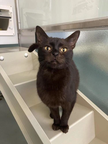 Meowl Streep now midnight Onyx