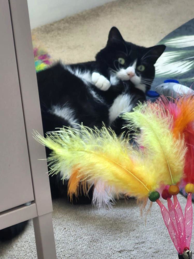 Sylvester — Domestic Cat