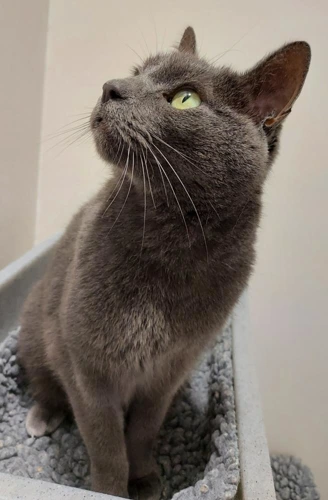 Blue 9 Year Old Male