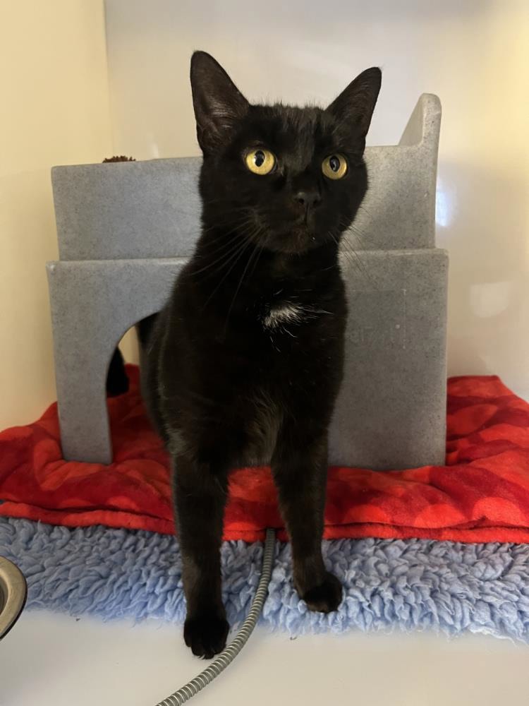 Cuba — Domestic Cat