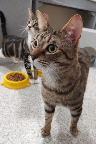 Saba 1y old male with Tingles 8m male