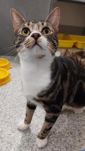 Tingles 8m male with Saba 1y male