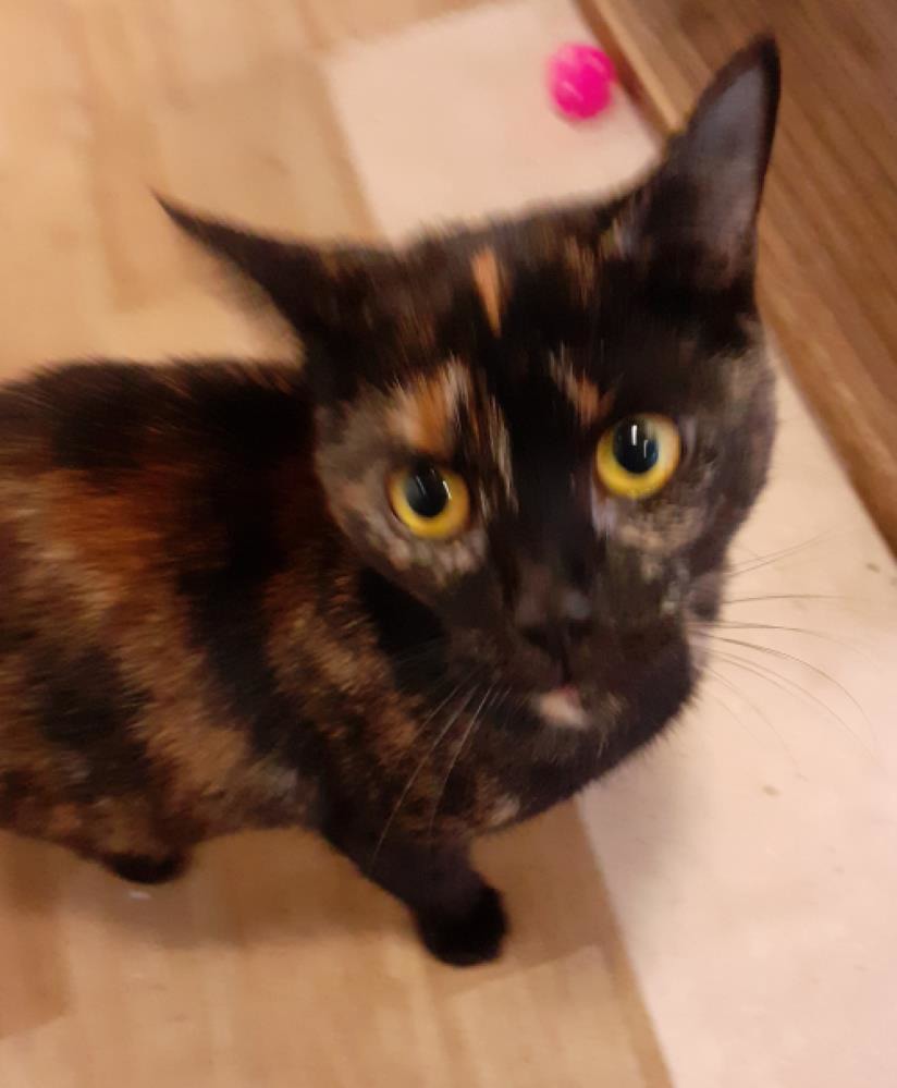 Prue — Domestic Cat