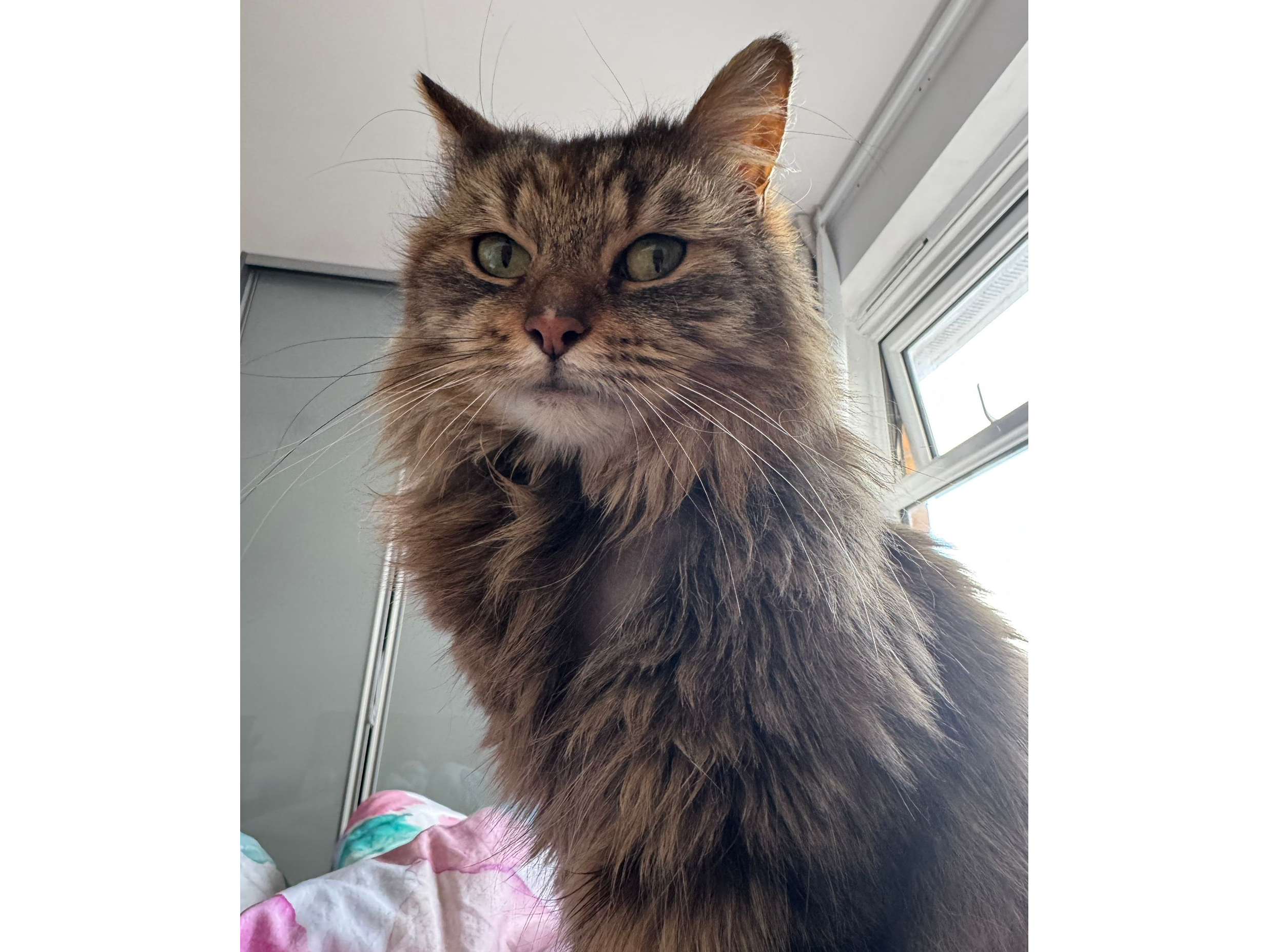 Miracle — Domestic Cat