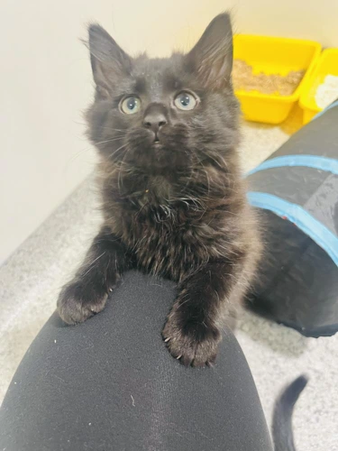 Tina Tippy Toes
