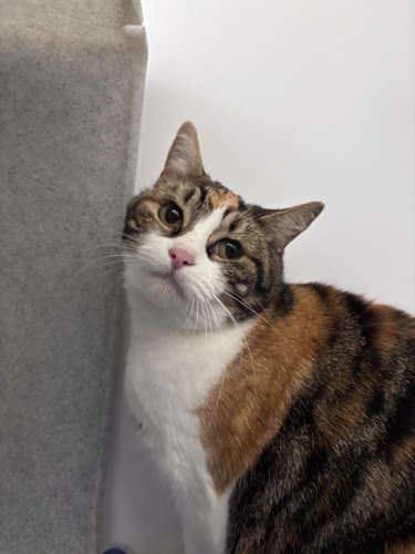 Kali