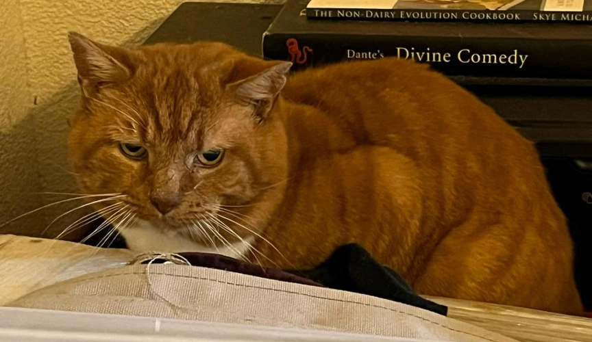 Leo Outdoor Home Needed