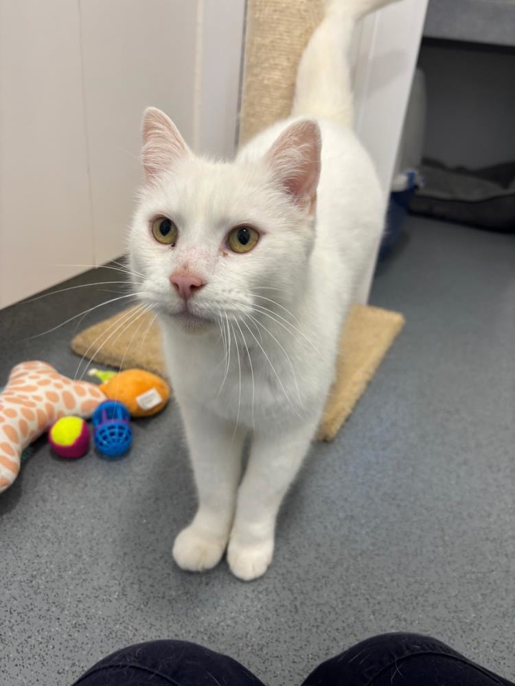 Tuppie — Domestic Cat