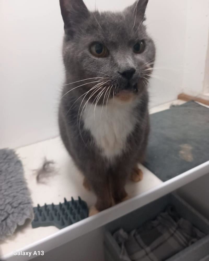 Betty — Domestic Cat