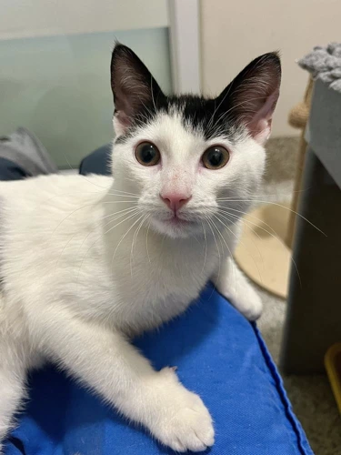 Ayrton 4 month old male