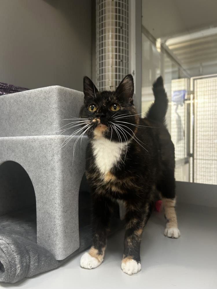 Maggie — Domestic Cat