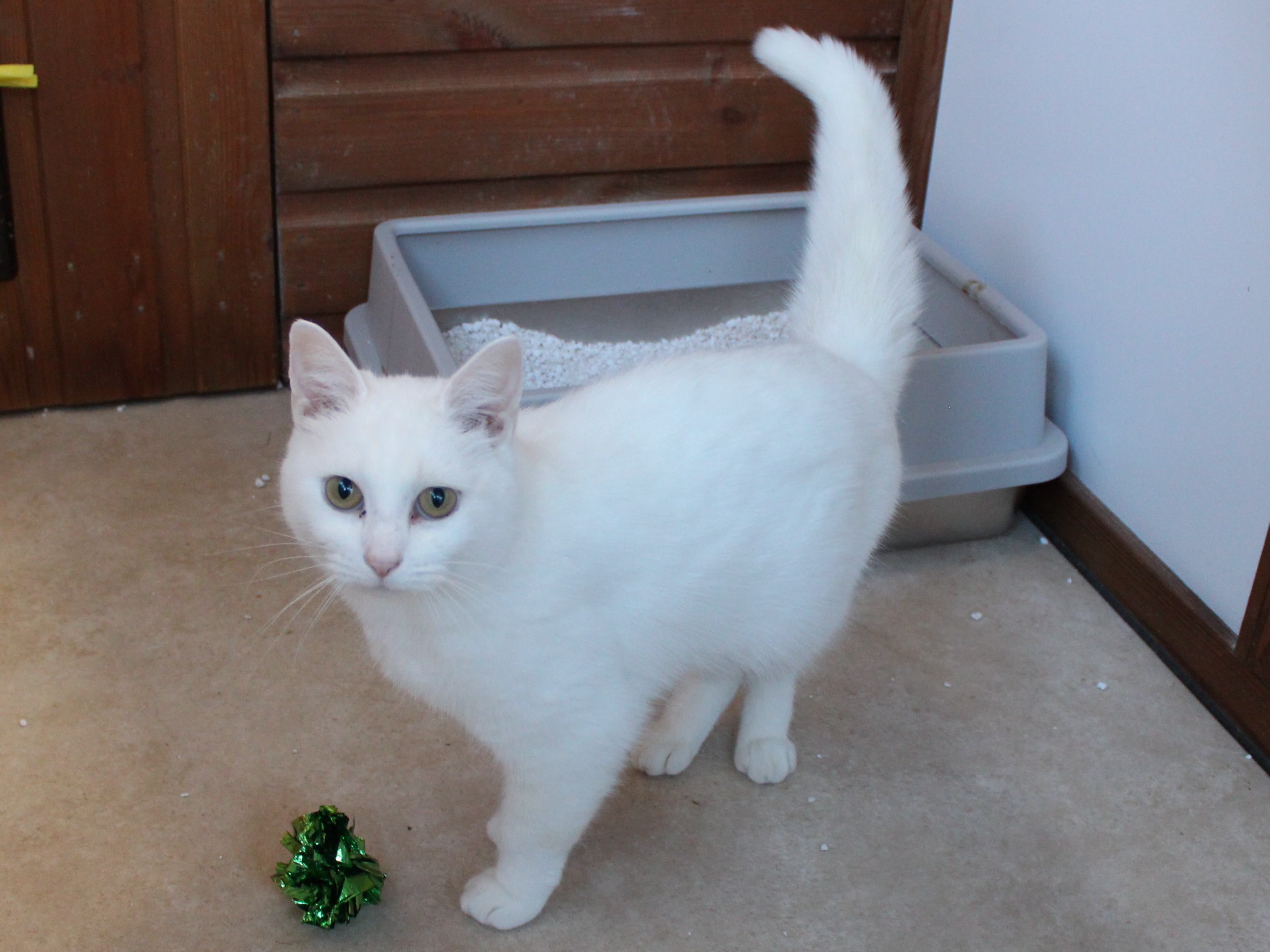 Genie — Domestic Cat