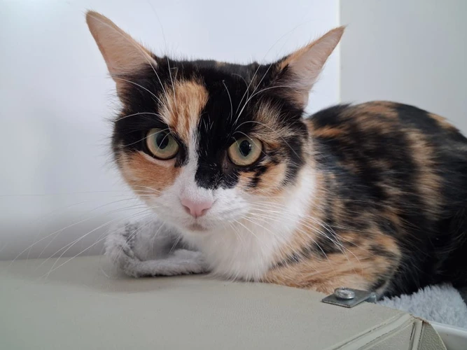 Callie