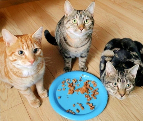 Bumble Rumble and Tumble