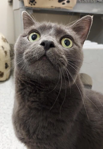 Ronnie 7 year old Male