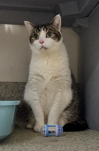 Reggie 7 year old Male