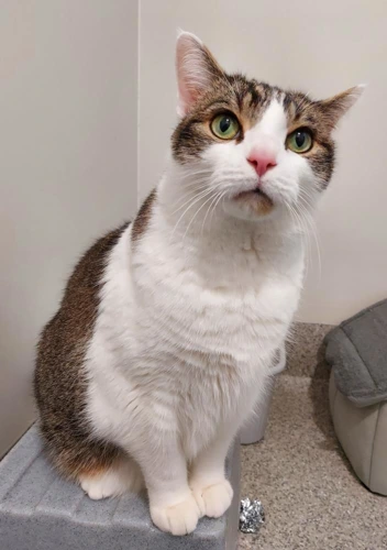 Reggie 7 year old Male