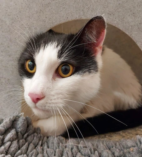 Freddie 5 year old Male