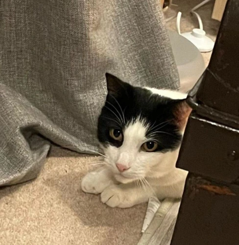 Freddie 5 year old Male