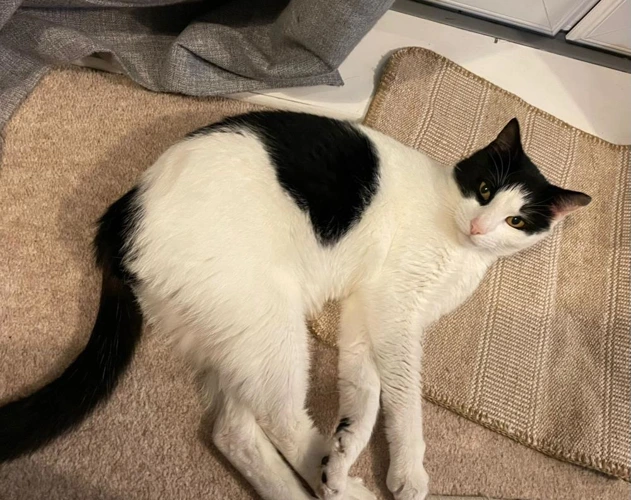 Freddie 5 year old Male