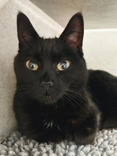 Mabel 5 year old Female