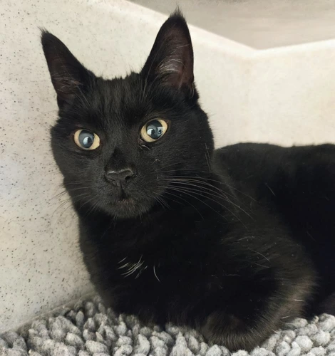 Mabel 5 year old Female