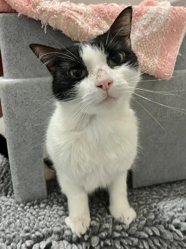 Rocco 8 year old Male