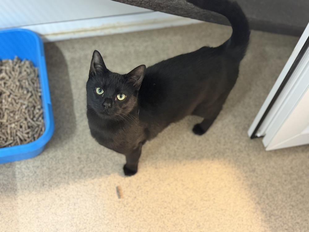 Sabrina — Domestic Cat