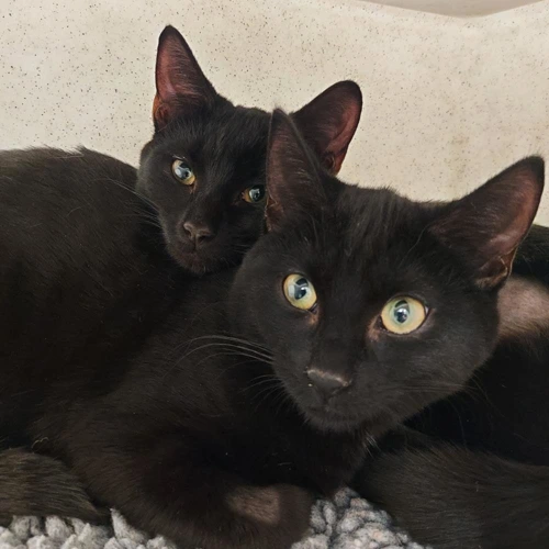 LaaLaa 4m old female