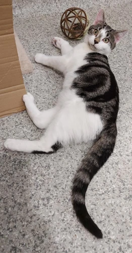 Tinky Winky 4m old male