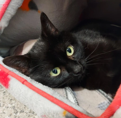 Kitkat 1 year old female